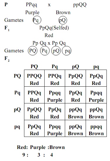 epistasis-mmg-233-2014-genetics-genomics-wiki-fandom